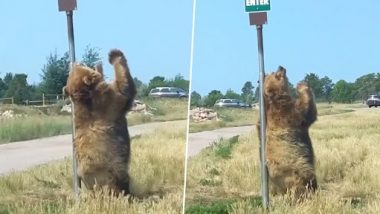 Dancing Bear! खंभे का सहारा लेकर पीठ खुजलाते हुए भालू का क्लिप वायरल, क्यूट वीडियो देख बन जाएगा दिन