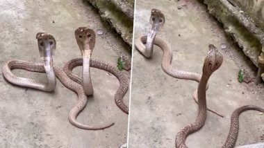 King Cobra Video: पटना के चिड़ियाघर में किंग कोबरा जोड़े ले रहे हैं ठंड का मजा, हरकतें हुईं कैमरे में कैद, देखें वीडियो