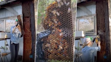 Viral Video: मधुमक्खी पालक ने ऐसे हटाया मधुमक्खियों के छत्तों को, वीडियो देख रह जाएंगे दंग