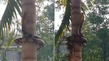 Snake Video: विशाल अजगर बड़ी ही फूर्ती से चढ़ गया पेड़ पर, चढ़ाई देख हो जाएंगे मंत्रमुग्ध, देखें वीडियो