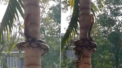 Snake Video: विशाल अजगर बड़ी ही फूर्ती से चढ़ गया पेड़ पर, चढ़ाई देख हो जाएंगे मंत्रमुग्ध, देखें वीडियो