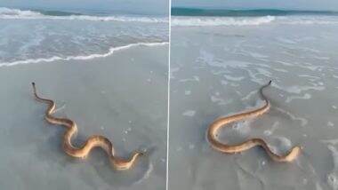 Snake Video: समुद्र की लहरों से लड़ते हुए विशालकाय सांप का क्लिप वायरल, वीडियो देख रह जाएंगे दंग