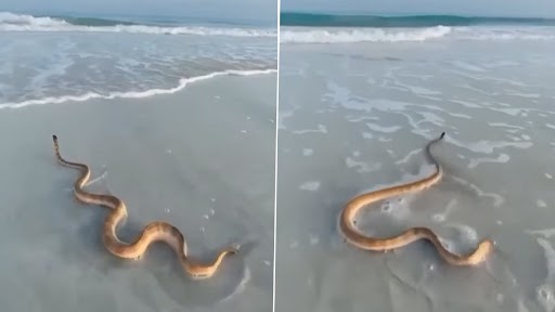 Snake Video: समुद्र की लहरों से लड़ते हुए विशालकाय सांप का क्लिप वायरल, वीडियो देख रह जाएंगे दंग