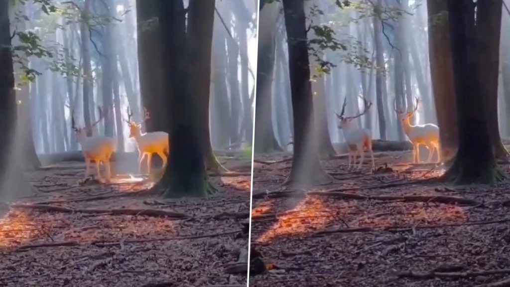 जंगल में सैर कर रहे दुर्लभ सफेद हिरण के जोड़े ने जीता दिल, नजारा देख लोगों को रामायण काल की आई याद 
