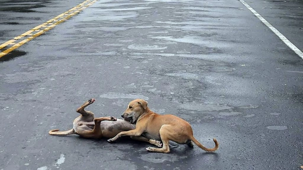 दिल्ली: पुलिस ने पिटबुल से लड़ने के लिए पालतू कुत्ते को किया मजबूर, हो गई मौत 