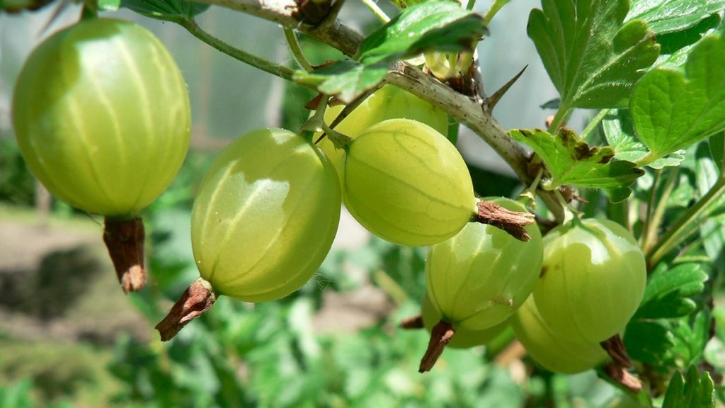 आंवला सेहत और सौंदर्य की सुरक्षा से लेकर इम्यूनिटी बढ़ाने तक तमाम तरह से लाभकारी फल है. इसका इस्तेमाल अचार, जूस, चटनी और मुरब्बे बनाने से लेकर भगवान को अर्पित करने तक में किया जा सकता है.