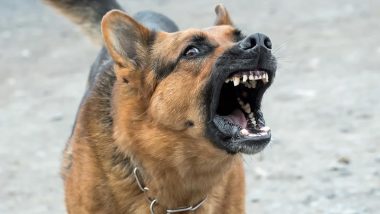 Shocking! रेबीज पीड़ित कुत्ते ने स्कूल जा रहे 10 बच्चों को काटा, कई अस्पताल में एडमिट, गुस्साए लोगों ने बेजुबान को दी दर्दनाक सजा
