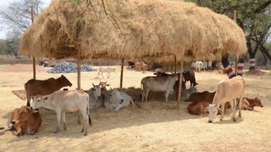 Chhattisgarh: भूपेश बघेल सरकार की अनोखी पहल, किसानों से खरीदे 57.40 लाख क्विंटल गोबर, 114 करोड़ का भुगतान किया