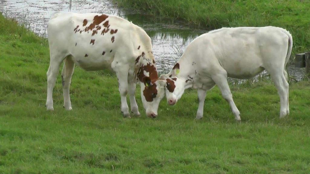 बूंदी में दो सांडों की लड़ाई में गई थी युवक की जान, परिवार को हर्जाना नहीं देने पर कोर्ट ने नगर परिषद के खिलाफ सम्पत्ति के कुर्की के दिए आदेश