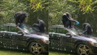 इंसानों की तरह दो चिंपैंजी ने रगड़-रगड़ कर चमकाई कार, Viral Video देख आप भी करना चाहेंगे उनके टैलेंट की तारीफ