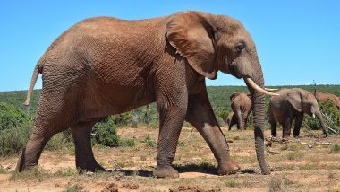 2015-2018 के बीच मानव-हाथी संघर्ष में 2,300 से ज्यादा लोगों, 490 हाथियों की मौत