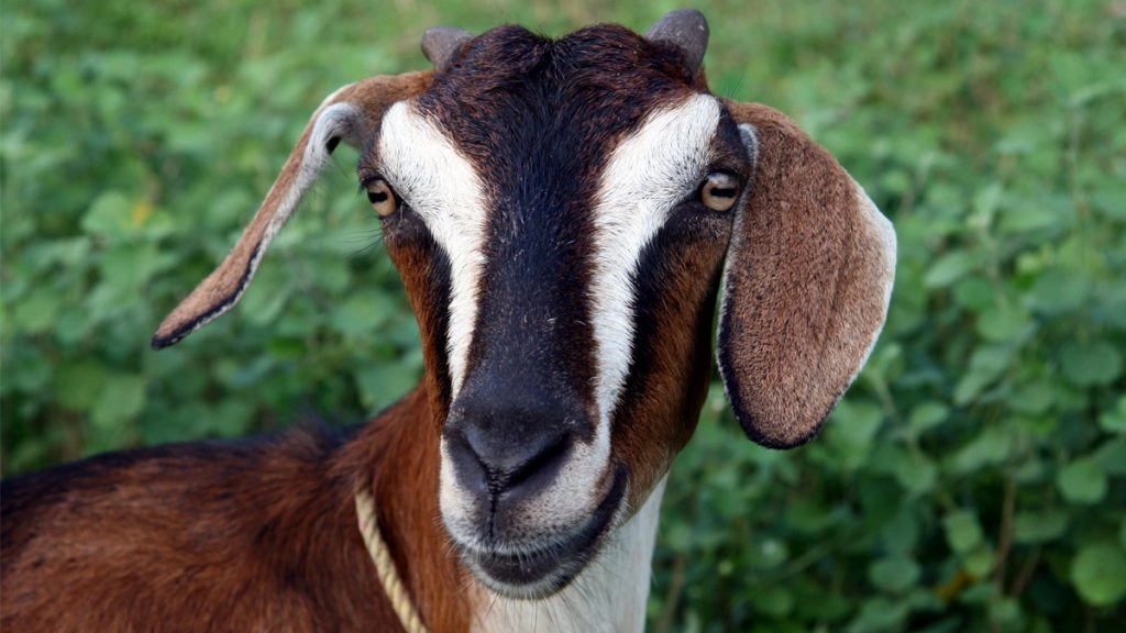 कौशांबी में बकरे की मौत के बाद हिंदू रीति-रिवाज से अंतिम संस्कार, शवयात्रा भी निकाली गई