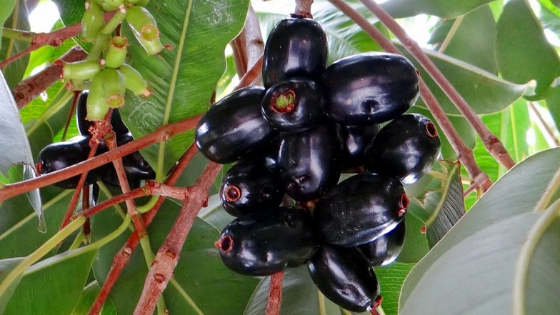Health Benefits of Jamun: काले-रसीले जामुन के भीतर छिपी है जादुई शक्ति! जानें किन-किन बीमारियों का है इसमें समाधान!