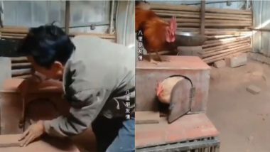 ऐसी दीवानगी! शख्स ने मुर्गी को किया पिंजरे में बंद तो मुर्गे ने लगाई तरकीब, अपनी पार्टनर को ऐसे निकाला बाहर (Watch Viral Video)