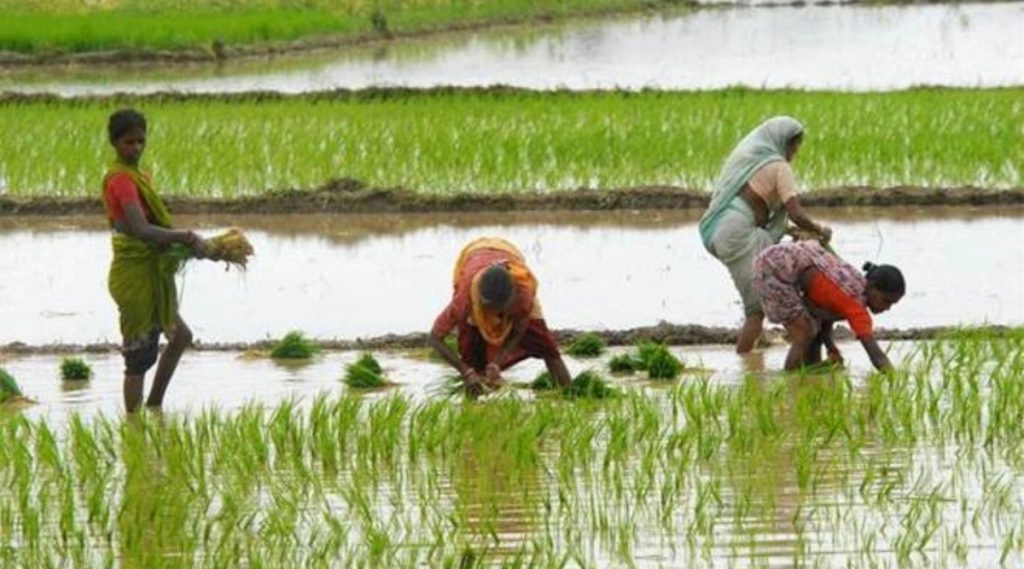 झारखंड में इस वर्ष अब तक 58 प्रतिशत कम वर्षा, 10 प्रतिशत से भी कम बुवाई हुई: कृषि मंत्री