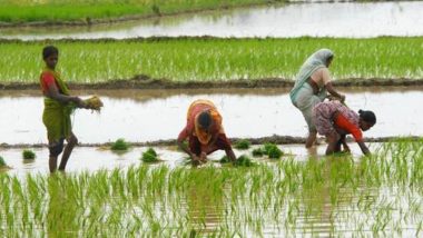 Good News: देश में आ गया है खारे पानी में उगने वाला धान, अब तक लाखों किसान उठा चुके है फायदा
