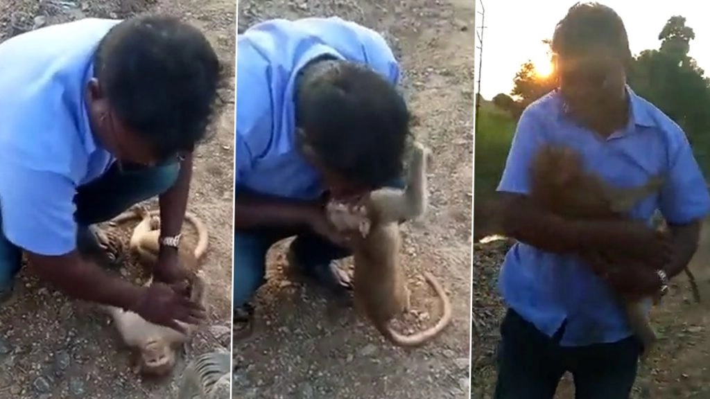 जिंदगी और मौत के बीच जूझ रहे नन्हे Macaque को मिला जीवनदान, शख्स ने ऐसे बचाई इस बेजुबान की जान 