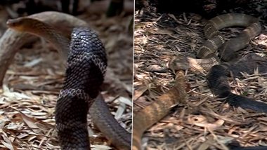 जब दो खतरनाक सांपों में हुई खूनी जंग, कोबरा और रैट स्नेक की जबरदस्त लड़ाई का वीडियो हुआ वायरल (Watch Viral Video)