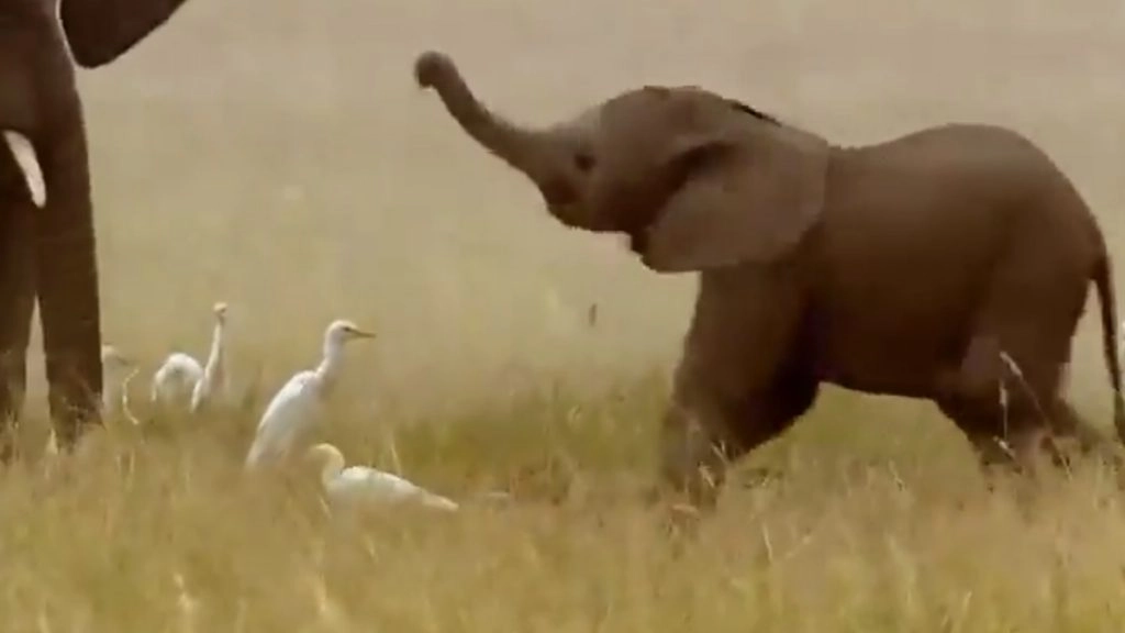 पक्षियों के सामने सूंड हिलाकर नन्हे हाथी ने किया कुछ ऐसा... उसकी क्यूट शरारत ने जीता लोगों का दिल 