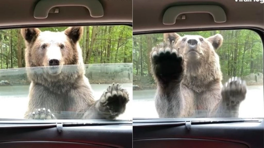 जब गाड़ी की खिड़की खोलने में नाकाम हुआ भालू तो गुस्से में आकर कर बैठा यह काम, देखें Viral Video 