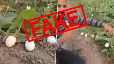 पाकिस्तान में हो रही है अंडे की खेती? सफेद बैंगन के पौधे को बना दिया दुनिया का आठवां अजूबा! जानें वायरल वीडियो का सच