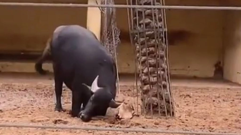 जमीन पर उल्टे पड़े कछुए को सीधा करने के लिए परेशान हुई भैंस, फिर अपनी सींग से किया कुछ ऐसा… 