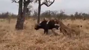 गजब! शिकार करने के इरादे से भैंस पर शेरों के झुंड ने किया हमला, तभी पहुंचे उसके साथी और फिर… (Watch Viral Video)