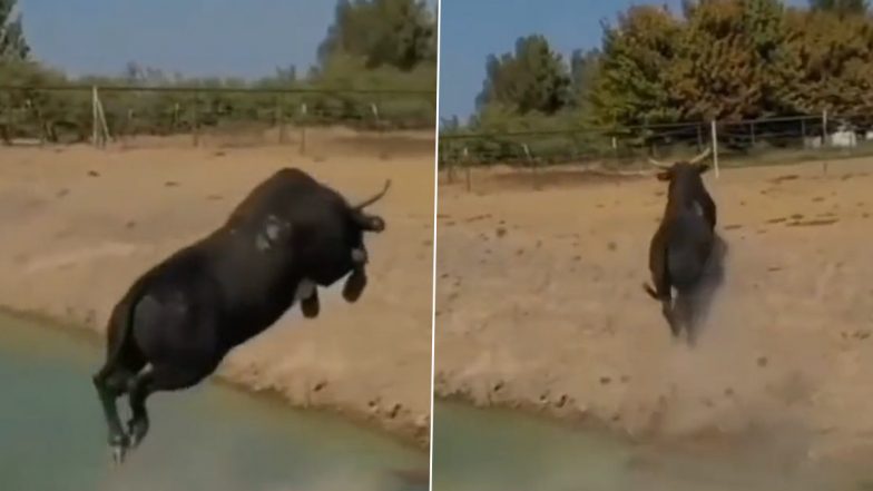 नदी को पार करने के लिए सांड ने लगाई गजब की तरकीब, Viral Video में उसके कारनामे को देख आप भी हो जाएंगे हैरान