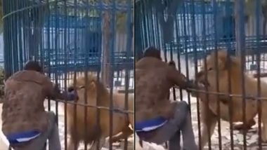 चिड़ियाघर घूमने आए शख्स ने शेर को दिखाया टशन, जंगल के राजा के पिंजरे में डाल दिया हाथ और फिर… (Watch Viral Video)