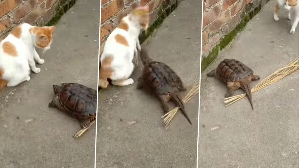 आराम फरमाती बिल्ली मौसी पर जब कछुए ने किया अटैक, मजेदार Viral Video देख बन जाएगा आपका दिन