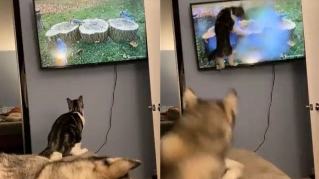 टीवी देखते समय स्क्रीन पर दिखी चिड़िया तो बिल्ली ने छलांग लगाकर किया अटैक, फिर जो हुआ... देखें Viral Video 