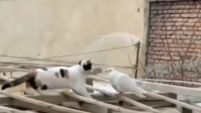 जब बिल्ली मौसी को आया अपने शिकार पर प्यार, मारने के बजाय कबूतर को कर लिया किस (Watch Viral Video)