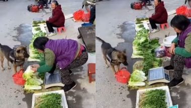 बास्केट लेकर इंसानों की तरह सब्जी खरीदने मार्केट पहुंचा कुत्ता, जानवर की समझदारी के कायल हुए लोग (Watch Viral Video)