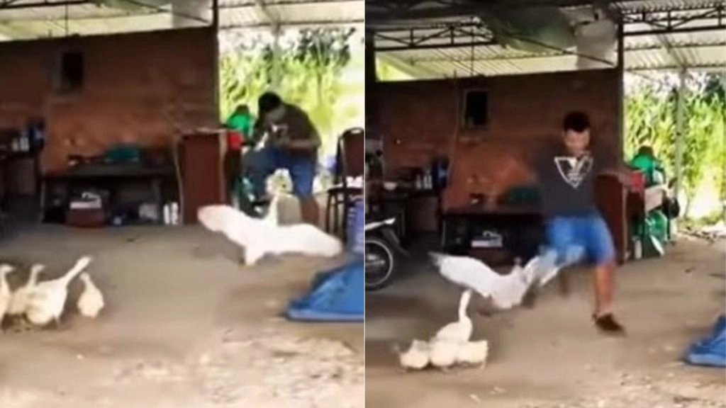 पंगा लेने पर बत्तख ने शख्स को सिखाया ऐसा सबक, हुआ कुछ ऐसा कि याद आ गई नानी (Watch Viral Video)