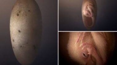 दक्षिणी चीन में मिला डायनासोर का बच्चा, 72 मिलियन वर्ष पुराने जीवाश्म अंडे में भ्रूण पूरी तरह संरक्षित (Watch Video)