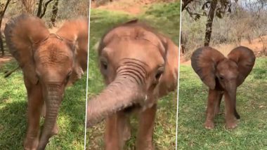 जब खुशी से झूम उठा नन्हा हाथी, सूंड और कान हिलाकर कुछ इस तरह से किया जबरदस्त डांस (Watch Viral Video)