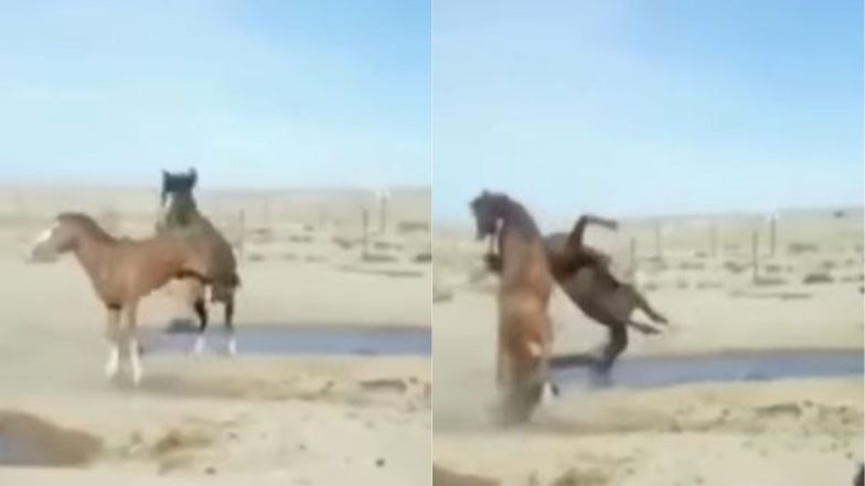 Horse Fight Viral Video: दो घोड़ों के बीच की जबरदस्त लड़ाई का वीडियो हुआ वायरल, उनकी फाइटिंग स्किल देख दंग रह जाएंगे आप