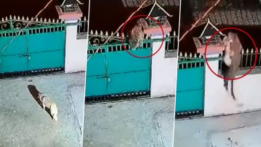 Leopard Attacks on Dog: घर के गेट को फांदकर तेंदुए ने का पालतू कुत्ते पर हमला, उसे मुंह में दबोचा और फिर... देखें वायरल वीडियो