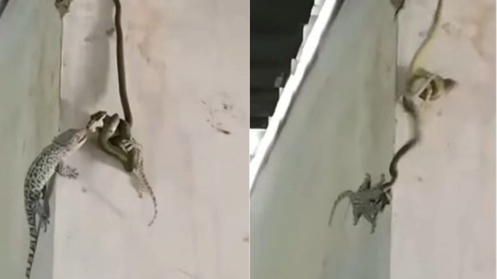 अपने साथी की जान बचाने के लिए खतरनाक सांप से भिड़ गई छिपकली, फिर हुआ कुछ ऐसा… देखें वायरल वीडियो