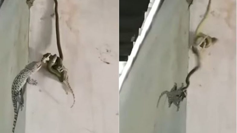 Snake & Lizard Fight: अपने साथी की जान बचाने के लिए खतरनाक सांप से भिड़ गई छिपकली, फिर हुआ कुछ ऐसा… देखें वायरल वीडियो