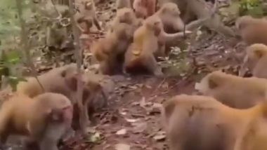 बंदरों के दो गुटों में हुई जबरदस्त लड़ाई, एक-दूसरे पर जमकर बरसाए लात-घूसे (Watch Viral Video)
