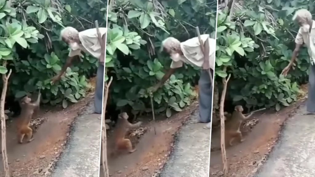 बेजुबान बंदर ने बुजुर्ग की मदद कर पेश की इंसानियत की अनोखी मिसाल, दिल जीत रहा है यह Viral Video