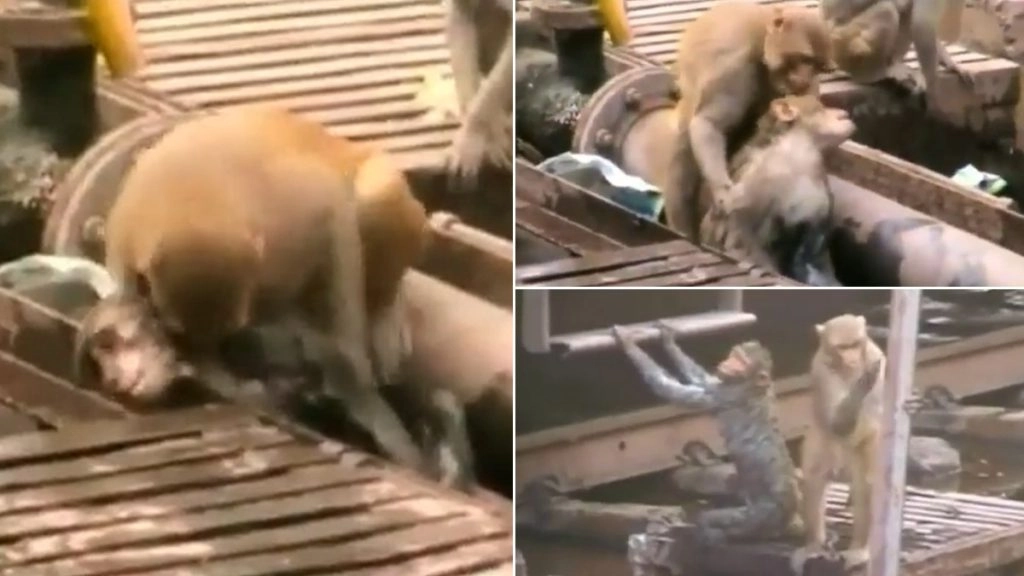बिजली का झटका लगने से बेहोश हुआ बंदर तो मसीहा बनकर उसके साथी ने ऐसे बचाई उसकी जान (Watch Viral Video)