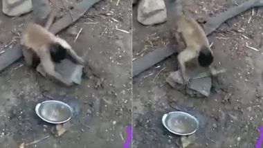 पत्थर पर रगड़ कर बड़े से चाकू को धार करते बंदर का मजेदार वीडियो हुआ वायरल, उसके कारनामे को देख लोग हुए हैरान (Watch Viral Video)
