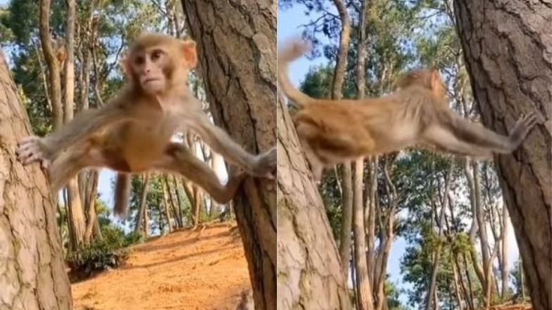 ‘सिंघम’ स्टाइल में बंदर ने दिखाया गजब का स्टंट, Viral Video देखकर आप भी हो जाएंगे उसके फैन