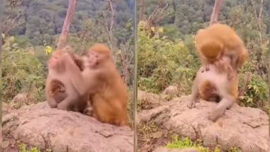 बंदरिया से मिलते ही झट से बंदर ने कर लिया किस, फिर उसके साथ की ऐसी हरकत...Viral Video देख हैरान हो जाएंगे आप