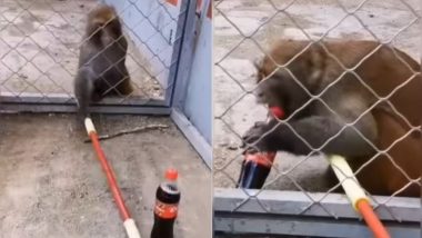 Smart Monkey: बंदर ने कोल्ड ड्रिंक पीने के लिए निकाला गजब का जुगाड़, वायरल वीडियो देख चकरा जाएगा आपका सिर