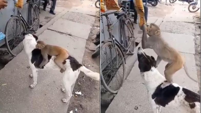 Viral Video: डॉगी की मदद से बंदर ने दुकान से चुराया चिप्स का पैकेट, दोनों की अनोखी दोस्ती का दिल जीतने वाला वीडियो हुआ वायरल
