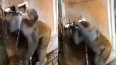 Monkey Viral Video: प्यासे बंदर ने पानी पीने के बाद नल किया बंद, लोग बोले- इंसानों से ज्यादा समझदार है यह जानवर