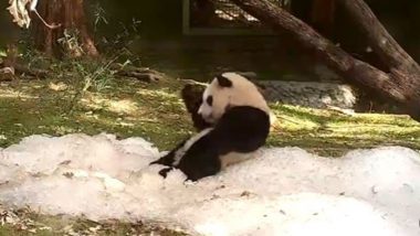 बर्फ में जमकर अटखेलियां करता दिखा नन्हा पांडा, उसकी क्यूटनेस पर आप भी हो जाएंगे फिदा (Watch Viral Video)